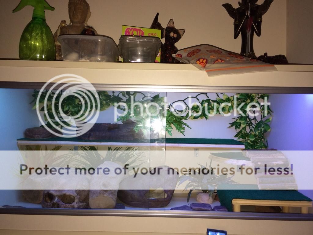 Leopard gecko Enrichment/Shelving and Platforms "HOW TO" thread