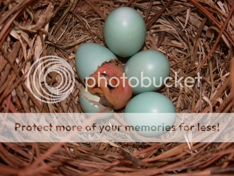 hatching bluebird egg hatching bluebird egg