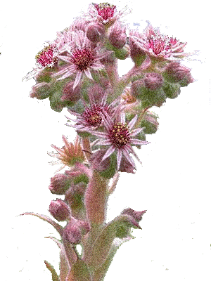 Flower.glitter