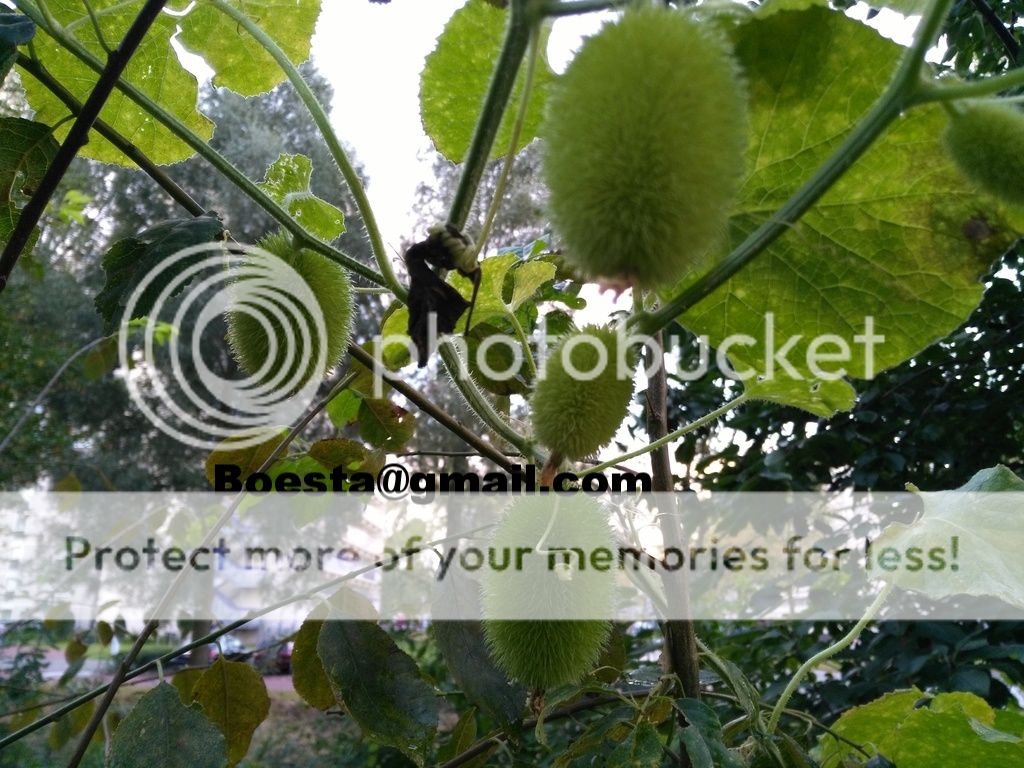IMG_20161009_181750_zps7aqmlej0.jpg