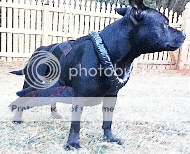 stafford pup weight? | page 2 | game dog forum