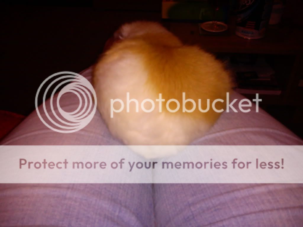 phonedec2010516.jpg