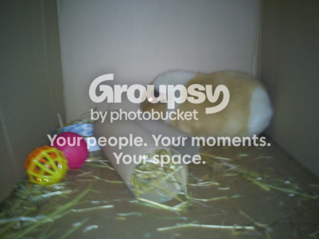 phonedec2010526.jpg